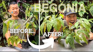 SATISFYING Rescue and Propagation Begonia Maculata wightii  How to get their red backs [upl. by Retsbew]