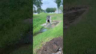 Freedom the Parrot Chimes in on Dangerous Storm amp Large French Drain Flows Across Grass on Lockwood [upl. by Wj]