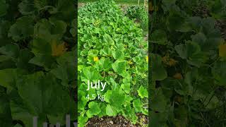 our pumpkins in bed F1 farming diy vegetables vegetablegarden garden [upl. by Iny]