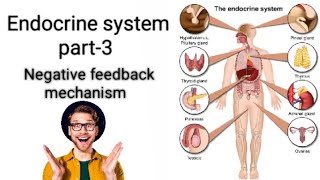 Endocrine system anatomy and physiologypart3Negative feedback mechanism nursing gnm video [upl. by Gala]