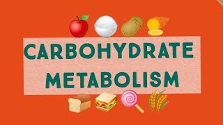 Carbohydrate Metabolism An Overview carbohydratemetabolism carbohydrates biochemistrymbbs1styear [upl. by Tait734]