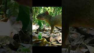 Meet the Agouti – Natures Brazil Nut Cracker 🌰 shorts [upl. by Mehitable]