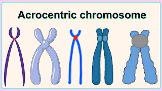 acrocentric chromosome [upl. by Aiderfla]