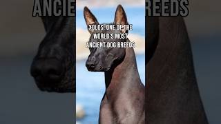 Xolos One of the Worlds Most Ancient Dog Breeds xoloitzcuintli AncientBreed doglovers [upl. by Imelida]