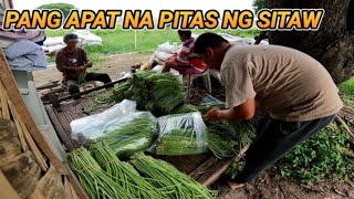 MASAGANANG HARVEST NG SITAW SULONG PA SA DATI PART2 [upl. by Elynad550]