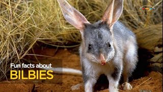 Fun facts about bilbies [upl. by Jareen]