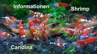 Caridina Shrimp Red Fancy Tiger Tank make New to see the Shrimp and more Shrimp [upl. by Matteo]