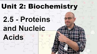 Honors Biology Unit 2  25 Proteins and Nucleic Acids [upl. by Haimorej414]