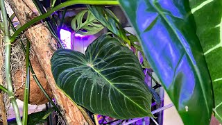 Kokedama Care  P Verrucosum Kokedama install  kokedama watering 🌿🌿🌿🌿 [upl. by Ahola]