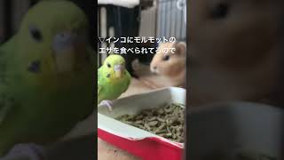 『お腹をすかせたおちびちゃん』 モルモット セキセイインコ ごはん 小動物 i癒し系 guineaPig Budgerigar SmallAnimals healing [upl. by Ahseyd540]