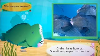 Meet the Animals 75 Humphead Parrotfish Little Fox [upl. by Volpe]