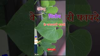 Health benefits of Giloy plant  shocking benefits of Giloy leaves shorts giloy [upl. by Helm]