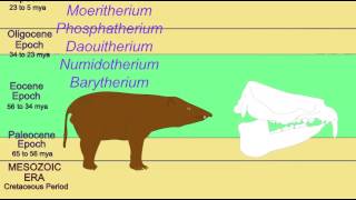 FOSSIL ELEPHANTS MOERITHERIUM [upl. by Anaeerb]