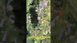 Pollination in Salvia  Lever Mechanism  Practical  Science Class Botany [upl. by Ynnaffit]