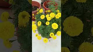 🤗😍Maa plant banthi poolu🙏🙏subscribe [upl. by Eeliah]