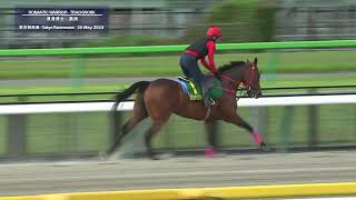 【2024 安田紀念賽 Yasuda Kinen】東京直擊「遨遊氣泡」及「浪漫勇士」晨操情況 （5月30日） [upl. by Windzer840]