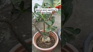 Repotting of adenium plant [upl. by Rikahs]