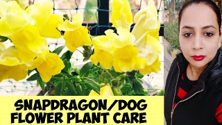 How to care Snapdragon Dog flower plant Antirrhinum plant care in detail [upl. by Woods553]