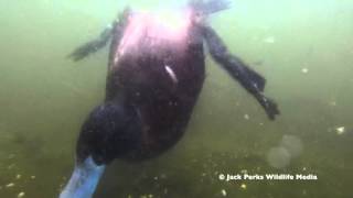 Tufted Duck Pochard amp Ruddy Duck Underwater [upl. by Arnaldo]