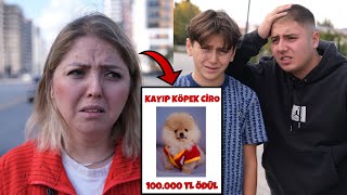 KÖPEĞİMİZ KAYBOLDU  Bulana 100000 TL Ödül  Dolandırıldık [upl. by Einnig]