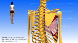 Scapulothoracic joint or scapular serrato thoracic joint [upl. by Eiclud995]