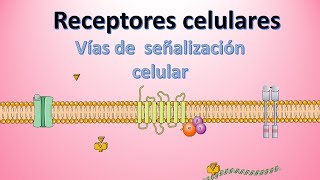 Receptores celulares Tipos y funciones  Vías de señalización y comunicación celular [upl. by Spurgeon660]