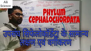 उपसंघ सिफेलोकॉर्डेटा के सामान्य लक्षण एवं वर्गीकरण  Phylum Cephalochordata in Hindi  Taxonomy [upl. by Orman]