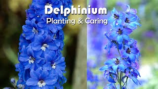 How To Grow Delphiniums Flowers  Delphiniums Planting amp Caring [upl. by Brufsky]