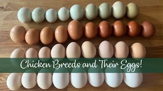 Chicken Breeds and Their Eggs [upl. by Ecyak]