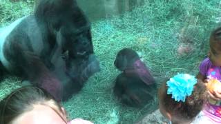 Baby gorilla attacks silverback [upl. by Nalepka]