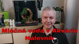 Jak se Zbavit NÁLEVNÍKA  Mléčná voda v akváriu [upl. by Pelletier]