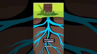 Coconut Endosperm facts collabfacts science sciencefacts space [upl. by Fazeli]