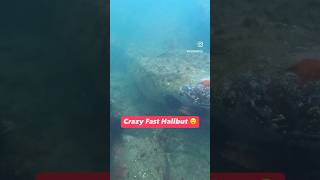 Crazy Fast Halibut spearfishing fishing crab lingcod rockfishing oceanlife diving [upl. by Pattin]