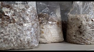 Cest quoi les graines de semence de champignons   What is mushroom grain spawn [upl. by Aleak]