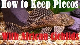 How to Keep Plecostomus With African Cichlids [upl. by Suivatnom108]