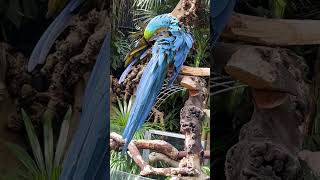 Bloedel Conservatory Tour nature relaxing travel vancouver [upl. by Joyce]