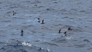 Leachs Whitefaced amp Wilsons Stormpetrels April 2023 Cape Verde Islands [upl. by Austen]