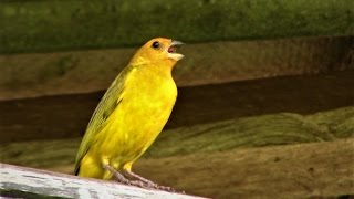 Canto Para Esquentar o Canário da Terra  Gravado ao Vivo na Natureza ✔ [upl. by Cairistiona395]