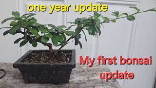 my very first bonsai tree Fukien tea tree [upl. by Aihk]