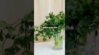 Grow Herbs No Garden No Problem Grow Fresh Herbs in Water [upl. by Llednav]