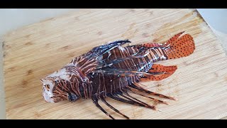 Spearfishing and fillet lionfish  זהרון בצלילה חופשית  Охота на крылатку [upl. by Toomay]