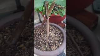 The Growth Journey of Fig Trees The Joy of Planting  Episode 225 [upl. by Airamalegna]