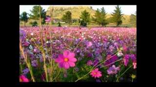 DOLLY PARTON Wild flowerswmv [upl. by Erreip105]