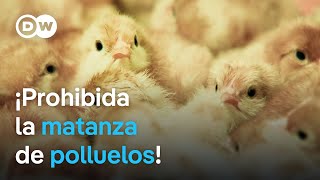 ¿Qué consecuencias tiene la prohibición de sacrificar polluelos en Alemania  DW Documental [upl. by Alat]