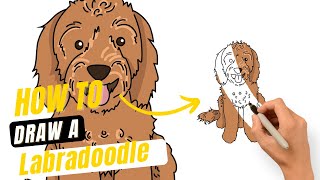 How To Draw a Labradoodle Puppy [upl. by Mccready]