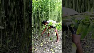 Jute Harvesting shorts [upl. by Collin]