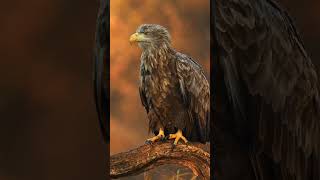 EAgle Bird spirittribe podcast love consciousness lion lionkingmusic lions naturespirit [upl. by Odlanar406]