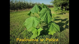 Paulownia lipcowe wnioski po zimie 2021r [upl. by Epoh]