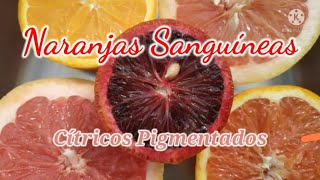 Naranjas Sanguíneas Moro sanguinelli Tarocco Rosso y Cara Cara [upl. by Mose]