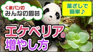 多肉植物 エケベリアの増やし方葉挿しで簡単 How to grow Echeveria【くまパン園芸】 [upl. by Ellered409]